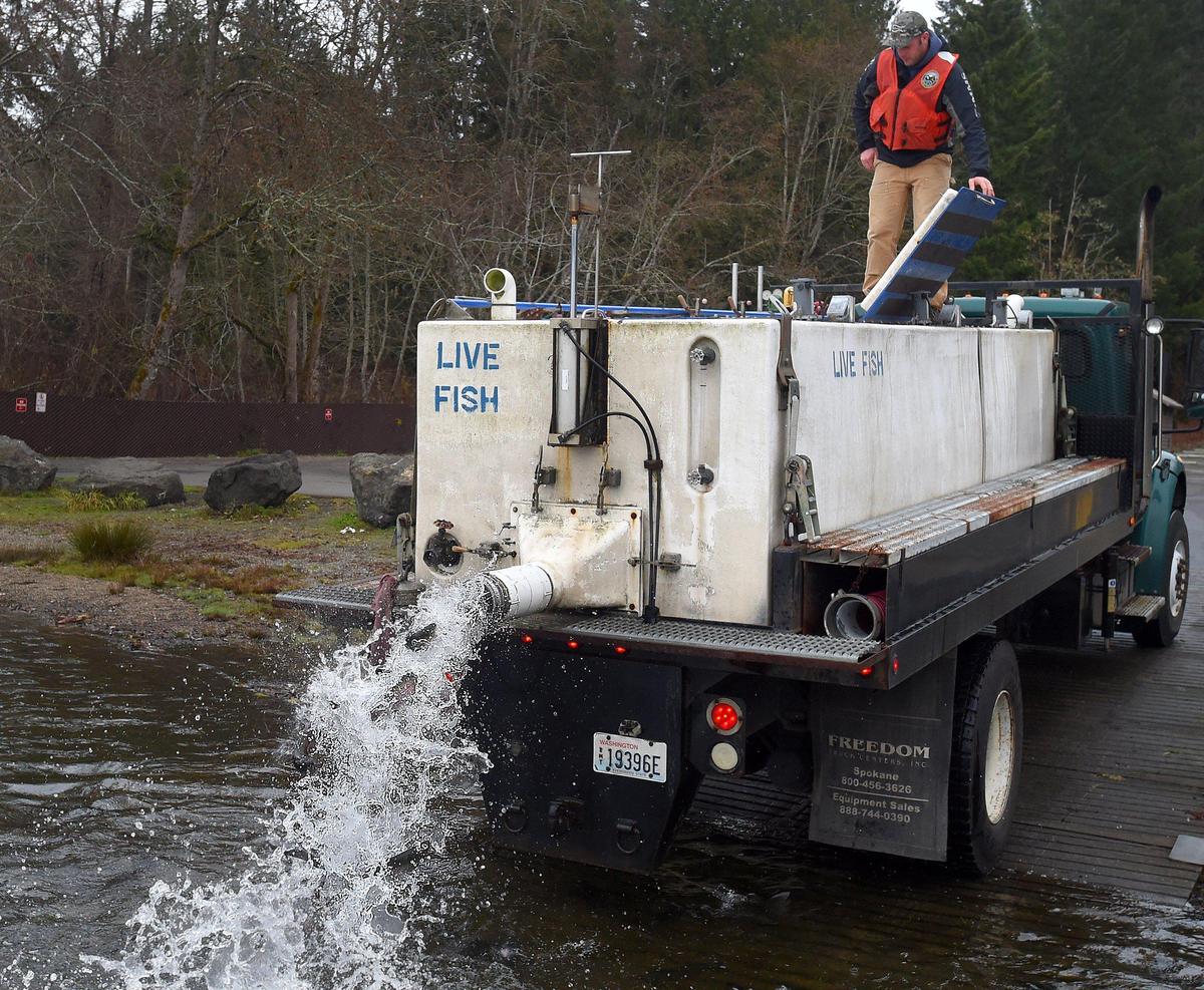 Fish Hatchery Specialist 3 William Spring releases a delivery of rainbow trout into Black Lake Tuesday morning, just in time for Black Friday.
