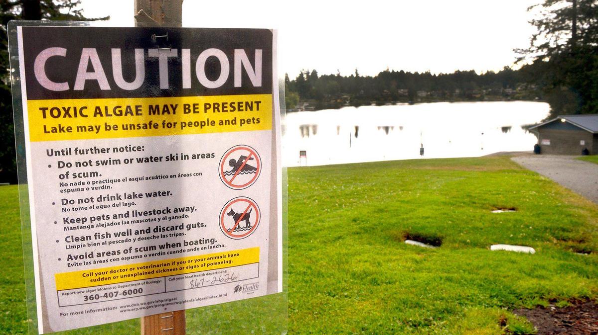 Thurston County warns the community that there is a toxic blue-green algae on Black Lake. Warnings will be posted around the lake until the county can confirm toxicity levels are below 8 micrograms per liter.
