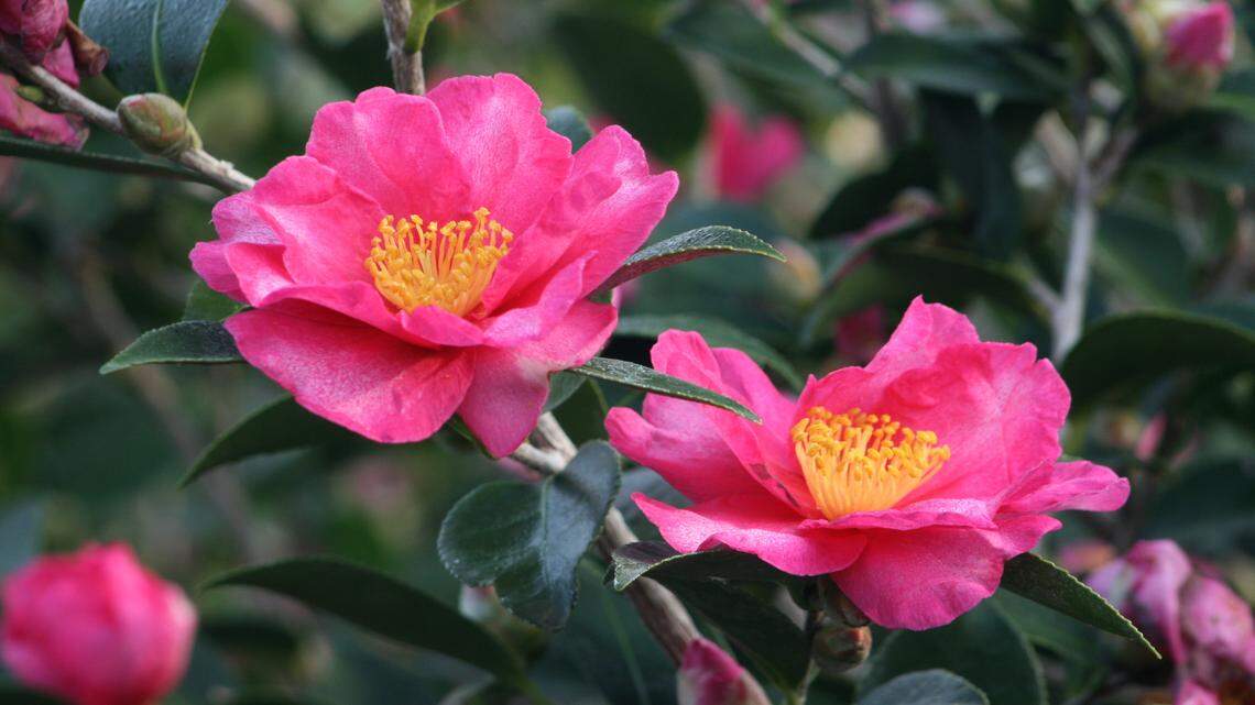 Black grass? Camellias that bloom in the fall? Plant ideas suited to the spooky season