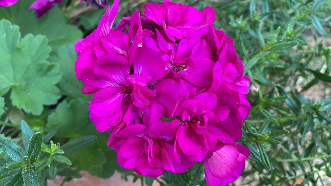 Love some of your summer plants? Here are tips for helping them survive the winter