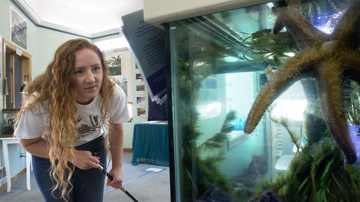 Aeriel Wauhob, education coordinator for the Puget Sound Estuarium, feeds sea stars at the downtown Olympia location in 2020. The estuarium received a $54,626 grant to provide four field trips for more than a thousand kids in K-12 schools across Mason and Thurston counties.