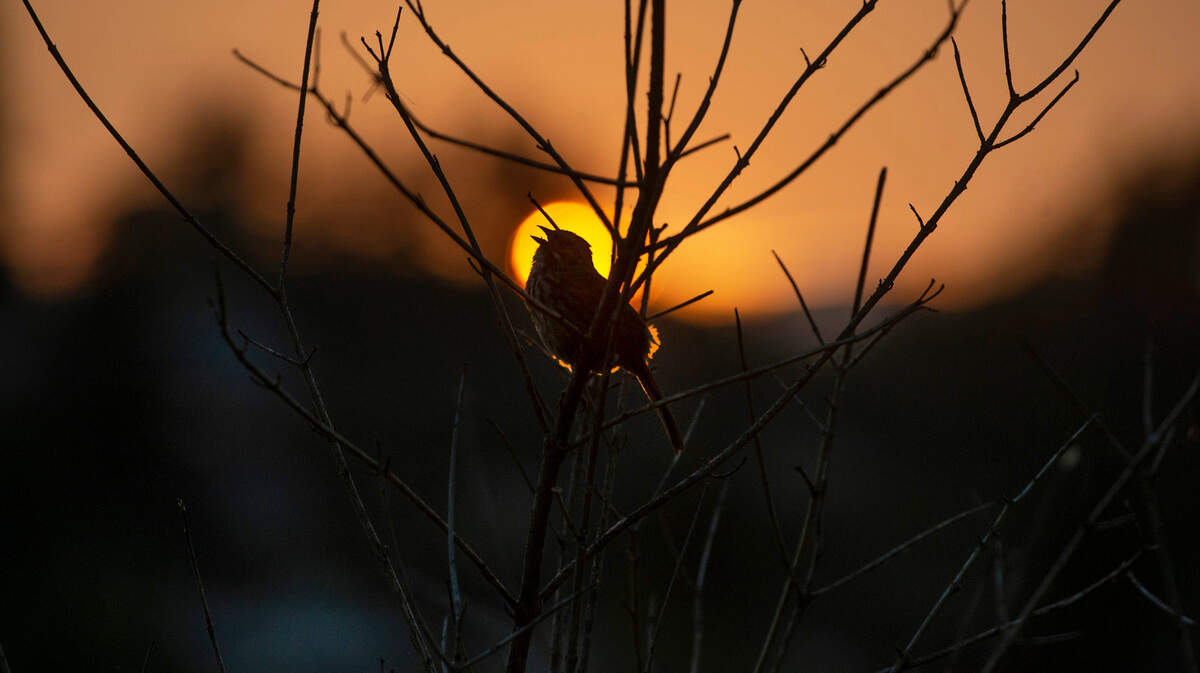A songbird calls out as the sun sets over Capitol Lake in Olympia.