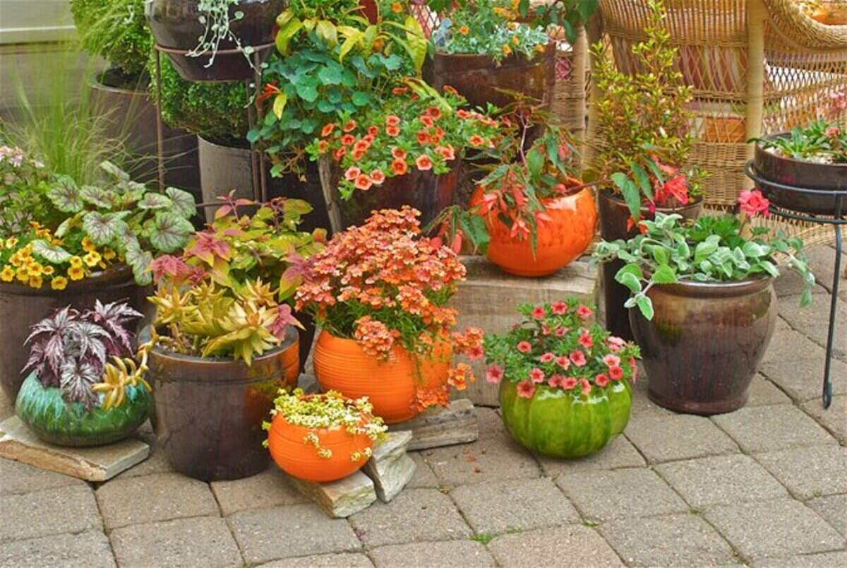 If you don’t want to mix different plants in the same containers, then display various plants together in their own containers.