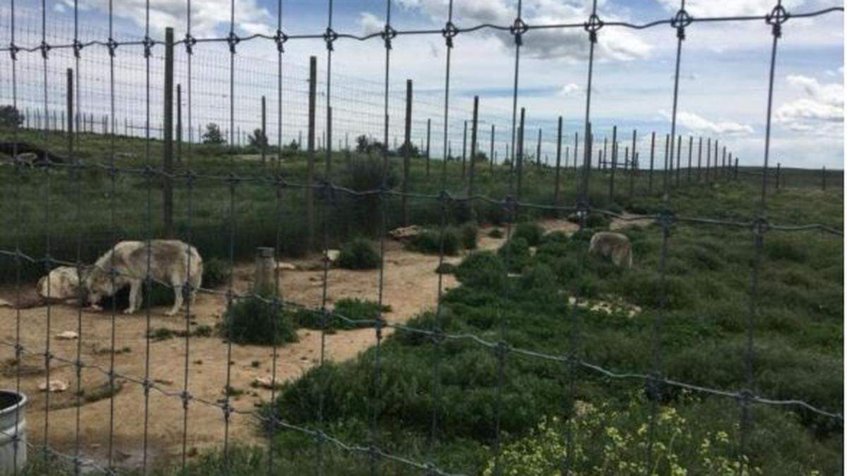 Some of the Montana wolves in their enclosure during feeding time.