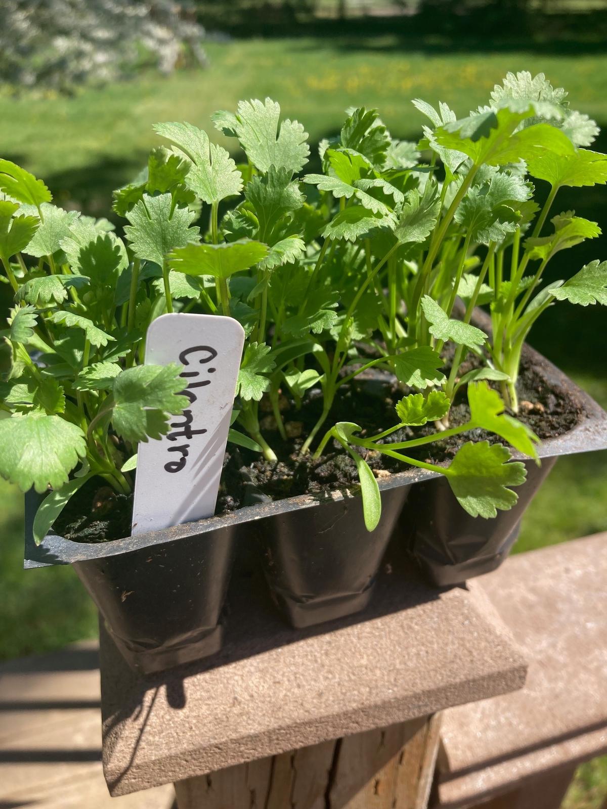 A cilantro plant pack from Stoney Plains Farms at the Olympia Farmers Market.