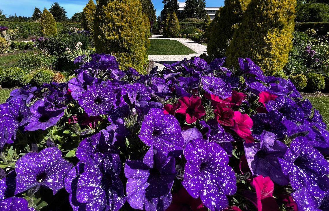 The Sunken Garden in the Washington state Capitol Campus draws tourists from all over.
