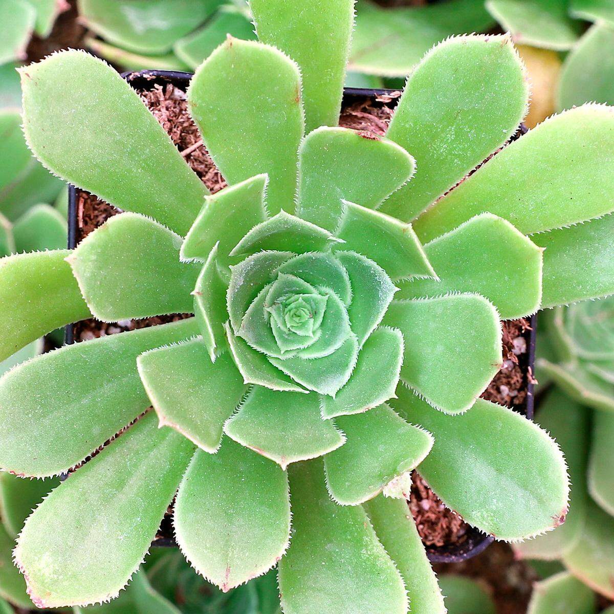 Aeonium have fleshy stems that hold a cluster of leaves that look like roses.