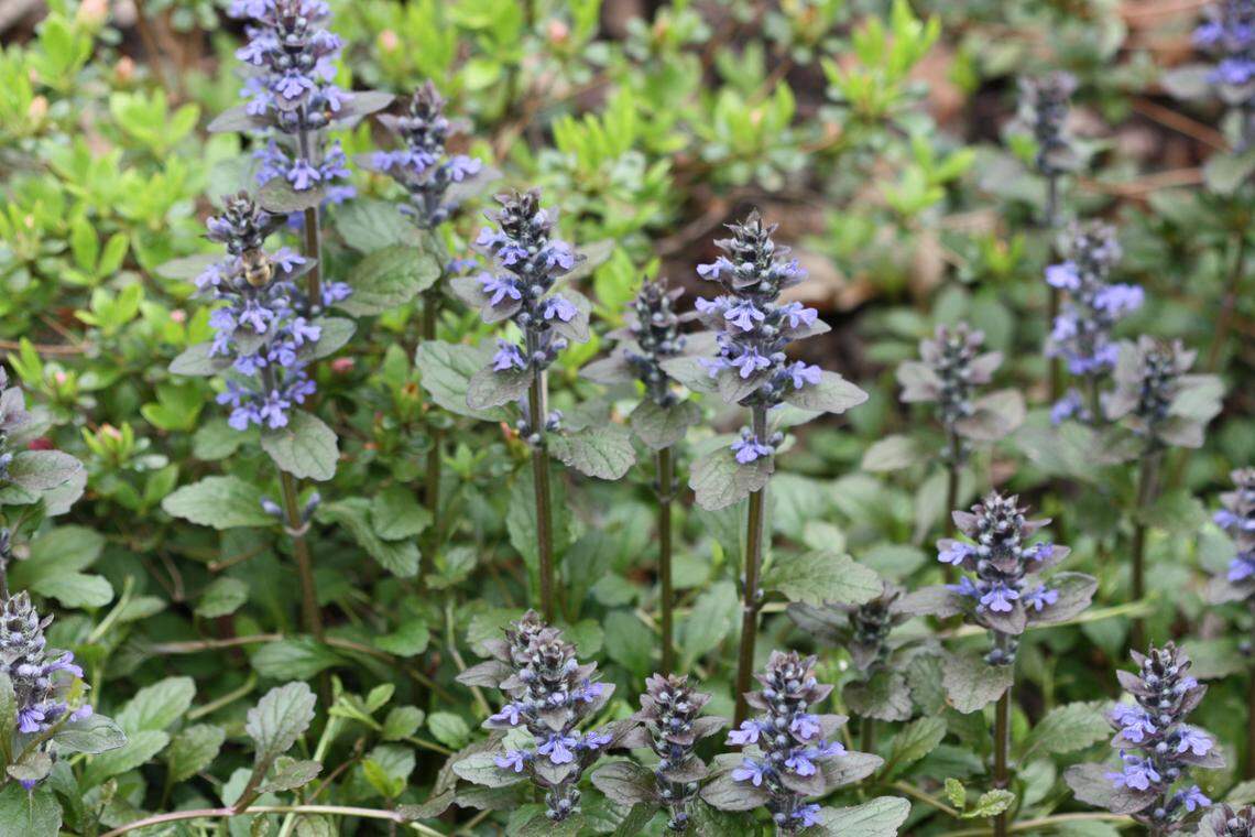 Ajuga comes in several forms and colors, but you can expect plumes of upright blue flowers in the spring on all the ajuga varieties.&nbsp;