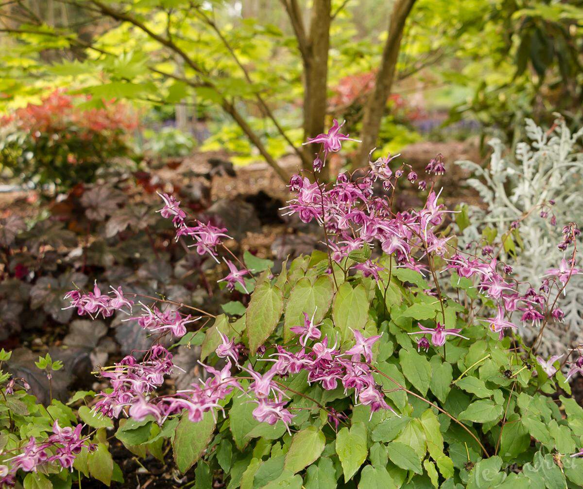 Epimediums are a large group of shade- and drought-tolerant plants that may survive under your trees if you pamper them for at least a full year. 