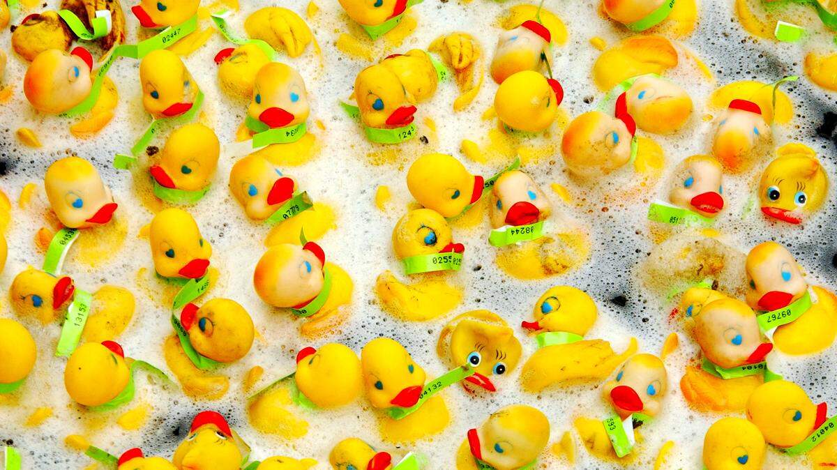 Hundreds of rubber ducks appear to be taking a bubble bath as they get caught in the foam of the Deschutes River during a long ago Lacey Rotary Duck Dash. The Duck Dash is just a raffle these days, but there’s still fun to be had at the event at the Thurston County fairgrounds.