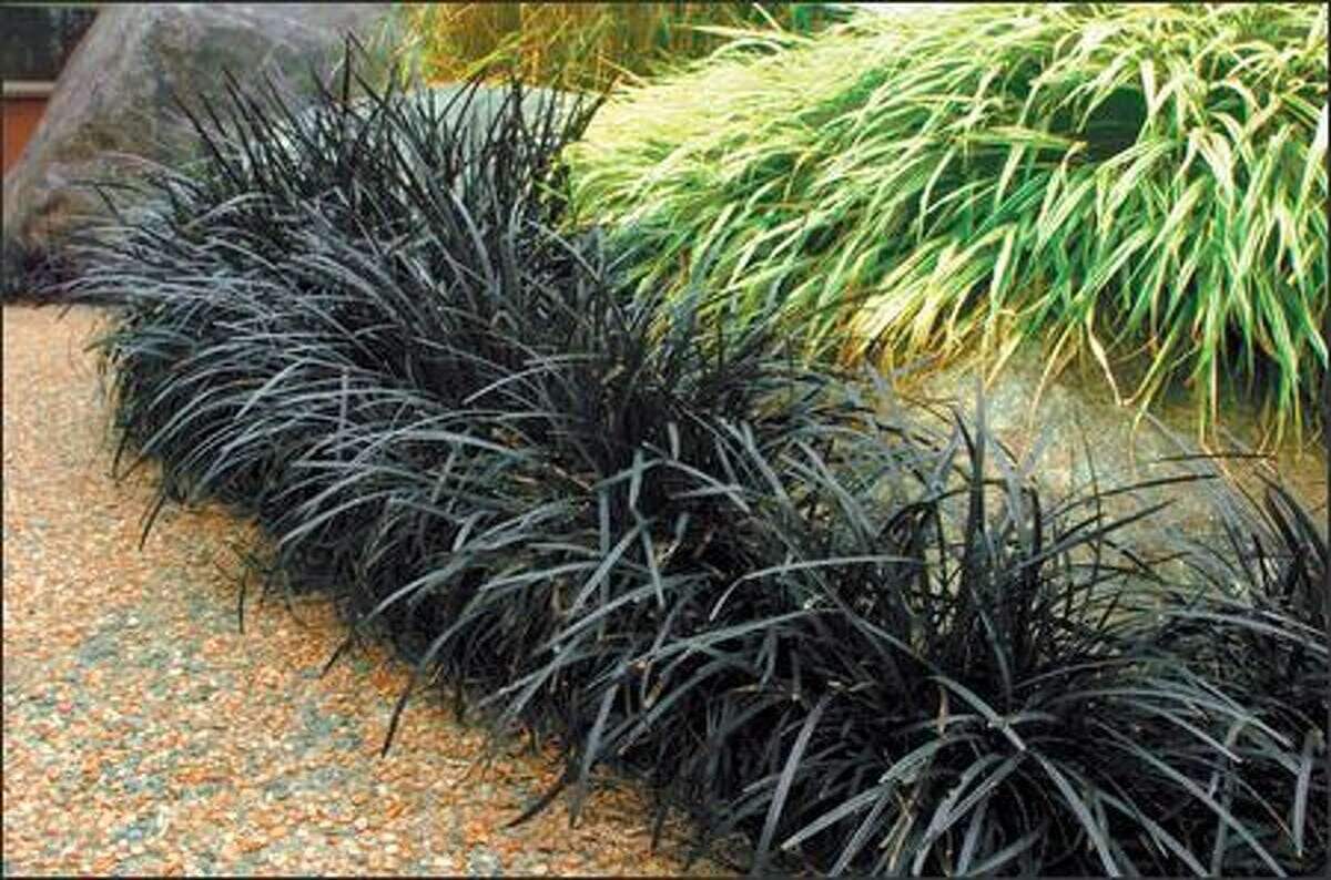 The king of deep-black foliage is Black Mondo Grass.