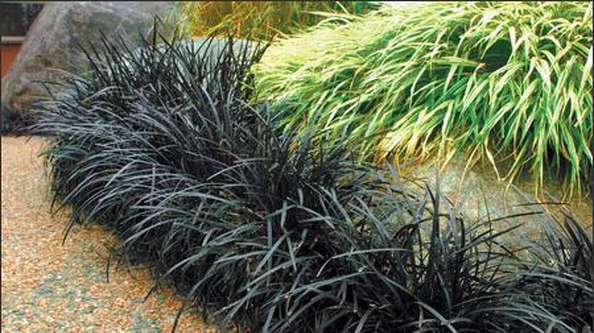 The king of deep-black foliage is Black Mondo Grass.