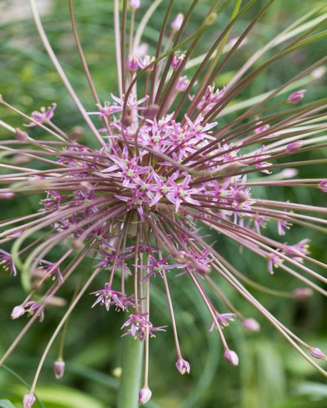 Allium Schubertii has an “out of this world “ look about it with spidery heads of rosy purple flowers.