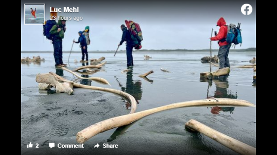 Outdoor educator Luc Mehl thought he saw trash on the beach while hiking in southeast Alaska. It proved to be piles of whale bones.