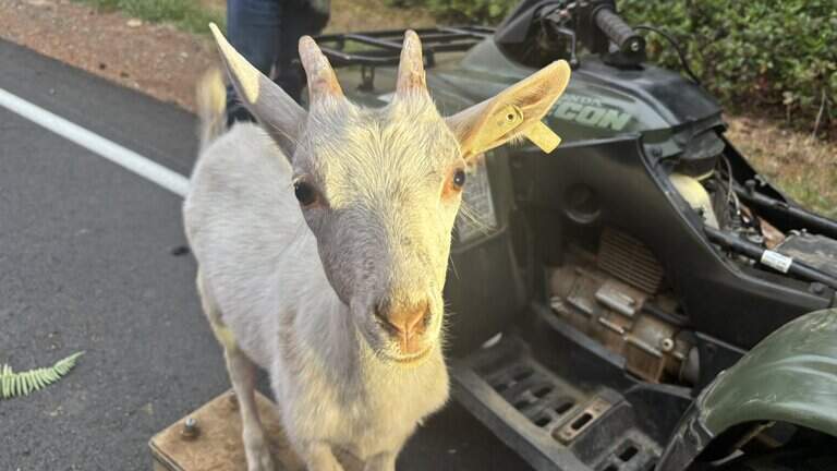 Curious goat visits crime scene near Thurston, Mason County border, WSP shares