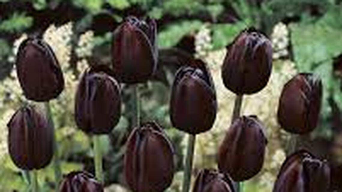 Your garden chore list for end of October. Plus how to add Gothic touches to your yard