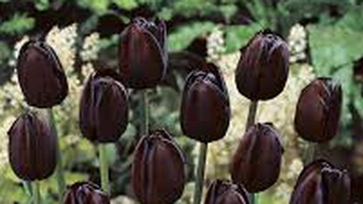 These Queen of the Night tulips have been paired with white hyacinths.