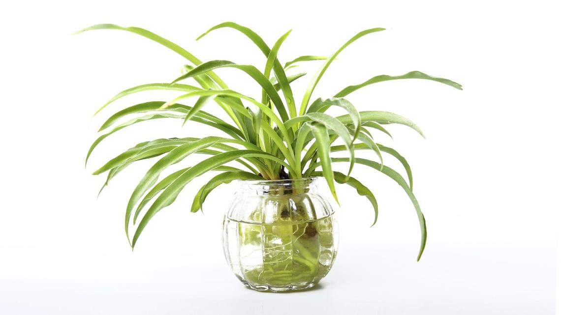 If you look closely now, you can see the signs of spring in your garden