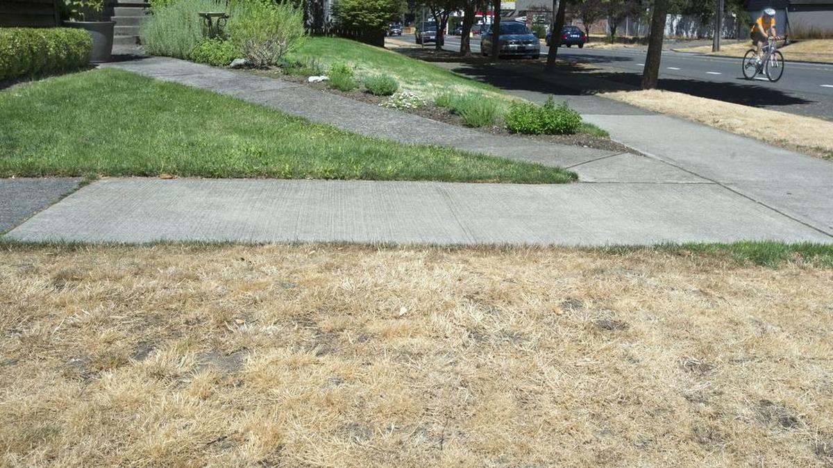 
A bicyclist rides pass a brown grass lawn surrounding a homeowner's green lawn at the corner of North 24th and North Alders streets in Tacoma on Thursday, July 30, 2015.
