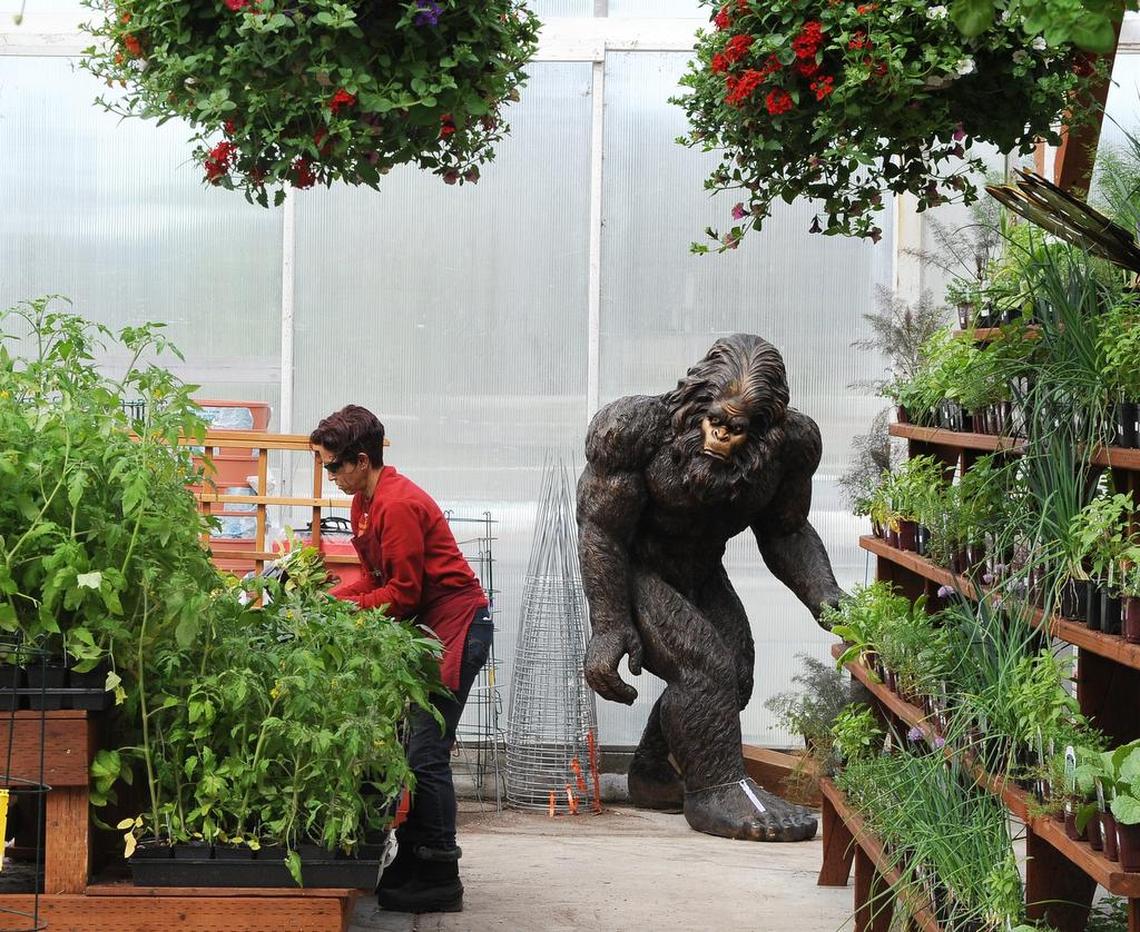 Sasquatch is a humorous attraction at the Bark & Garden center in Olympia.