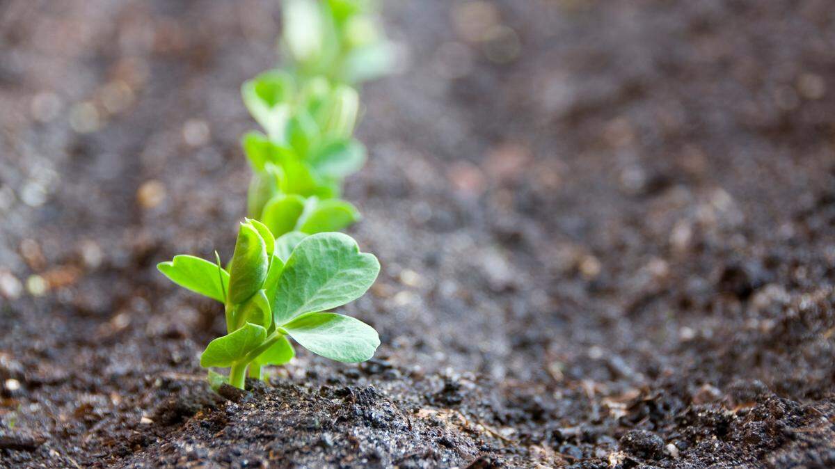 “I’m finding now that I can hold space for both grief and joy,” says Spiritual Life writer Heather Ruane. I know there will be other days I will feel that wintery-gray cloud of grief. But there’s a sprout of green now in God’s promise.”