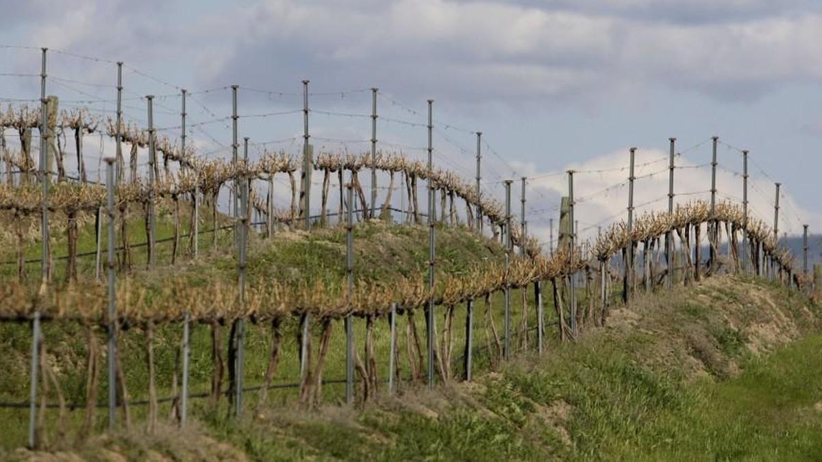 Grape vines line a hillside in April 2009 at the Pepper Bridge winery in Walla Walla. Today, there are almost 150 wineries in the Walla Walla Valley with cabernet souvignon being the dominate grape.