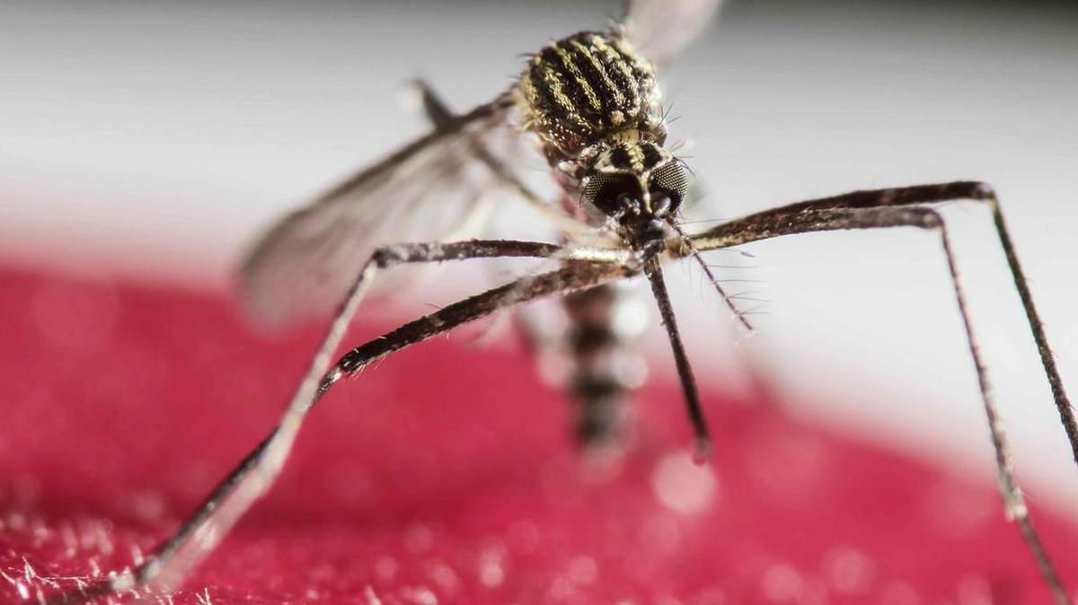 A mosquito from the genus Aedes, which can carry Zika virus. The mosquitoes that carry the Zika virus don’t live in Washington state. While there have been cases of Zika virus infection in the state, the cases have all been travel-related.
