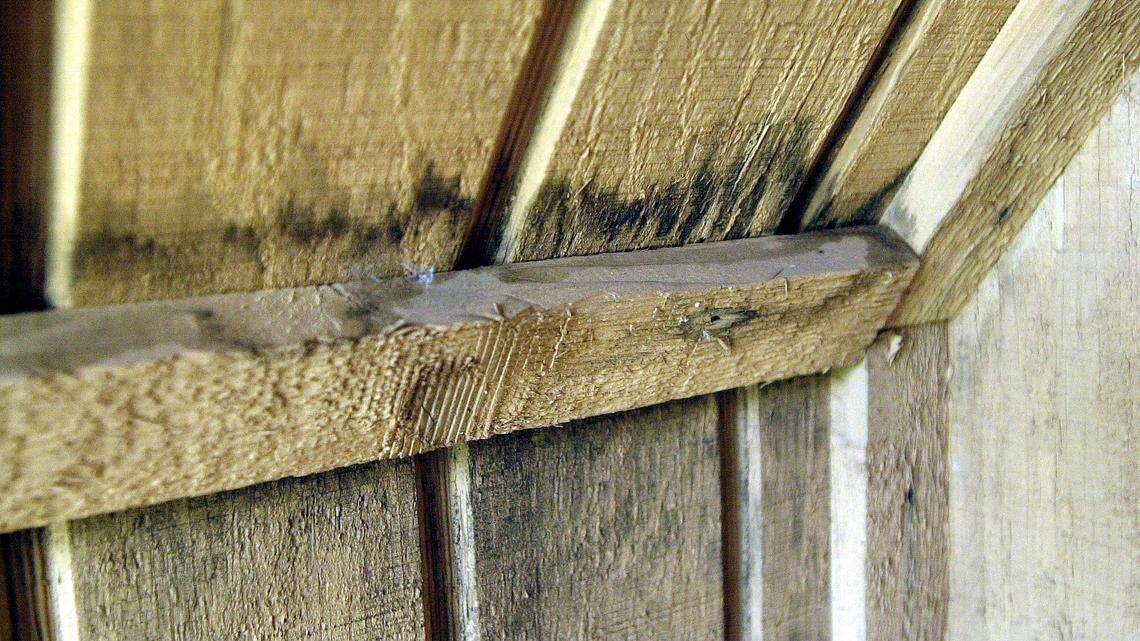 Dr. Wood: Ways to win the battle against mold in the Northwest