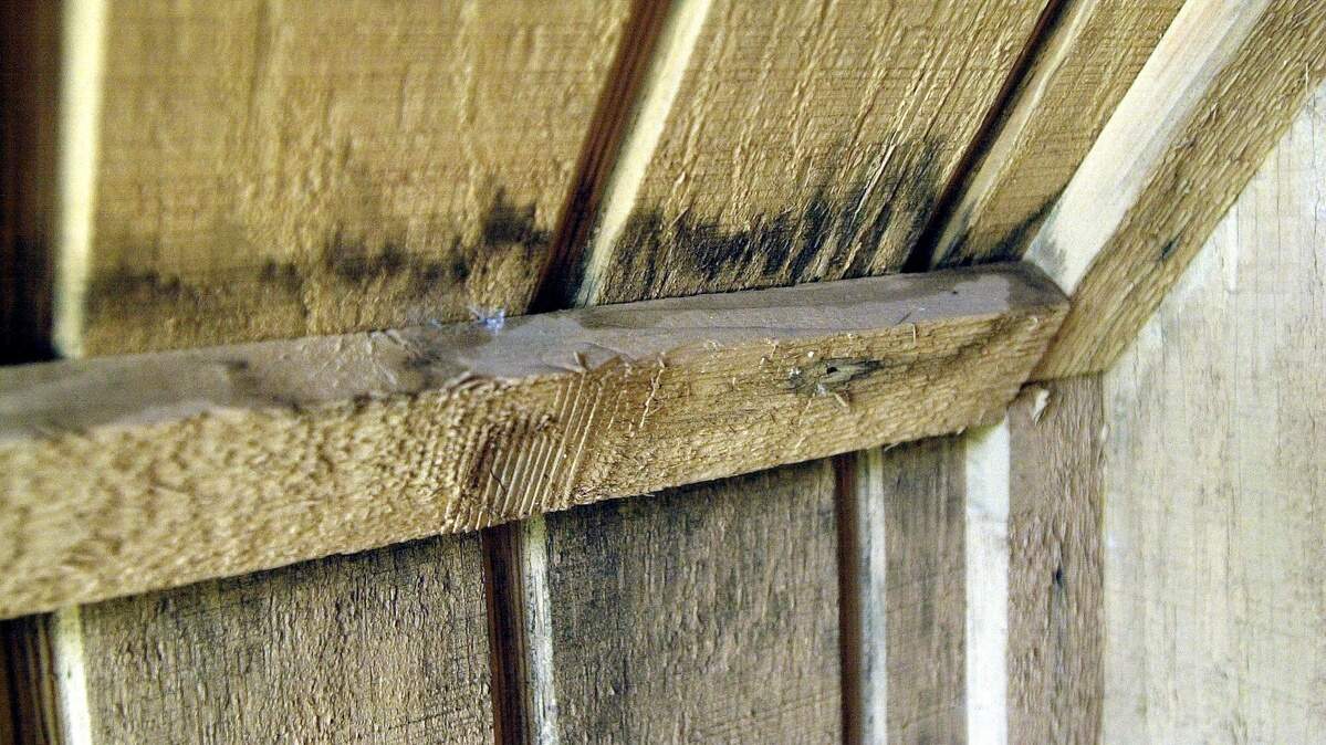 Mold grows on the front porch of a home in Deltona, Florida. Mold is common in the Northwest because we have so much rain.