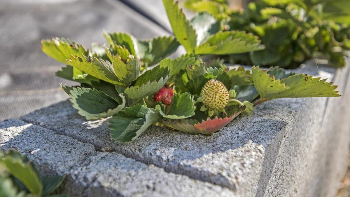 
Cinder blocks make a raised bed for Tristar everbearing strawberries in the yard surrounding the home of Jenny Call and Ron Geier, August 6, 2015. 
