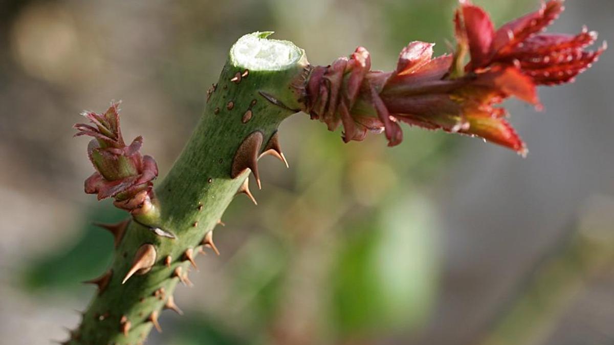 When dealing with rose worms, cut infected stems from the plant about an inch below where the wilting begins.