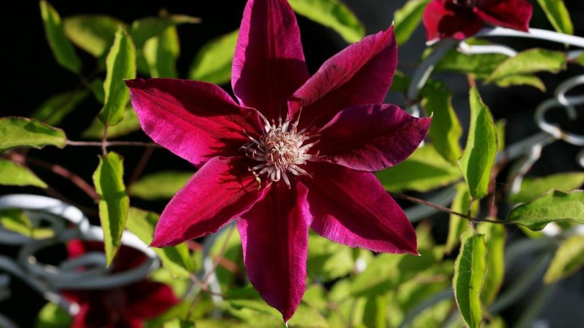 The Clematis is known as the aristocrat of climbing vines because it’s flowers are rich in color and have varied bloom times.