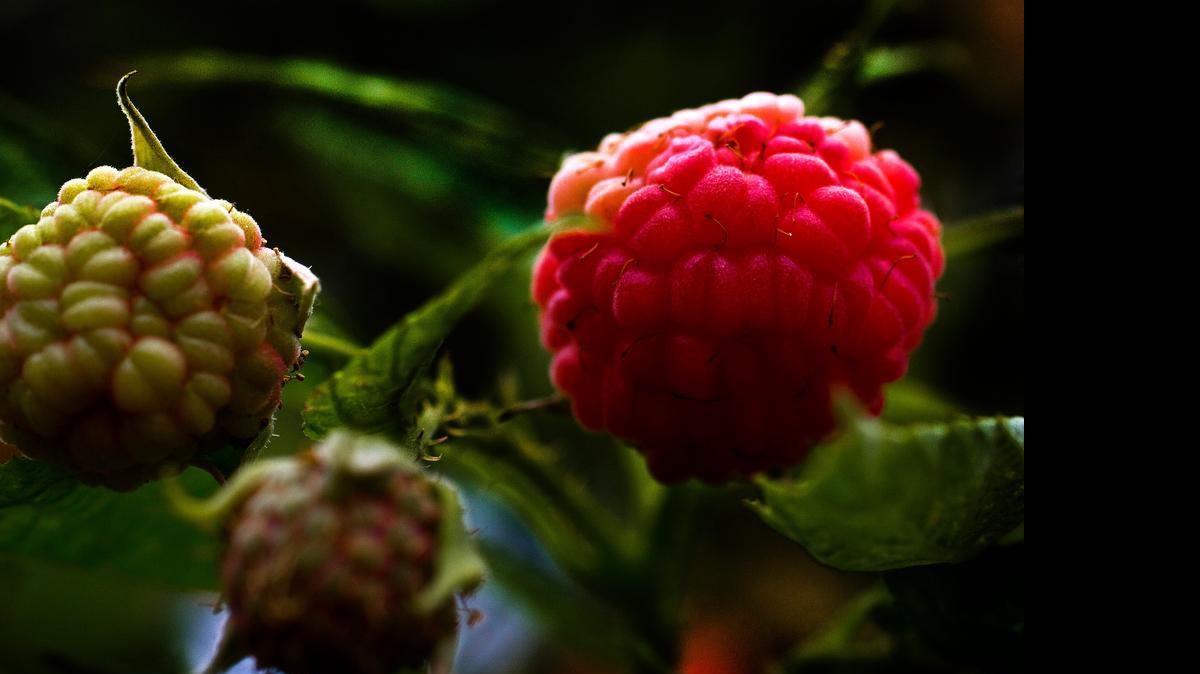 
Raspberry pruning depends on the type of plant you have. 
