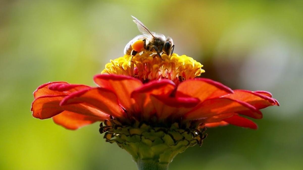 Now is the time to add blooming plants to provide an early food source for bees and butterflies.