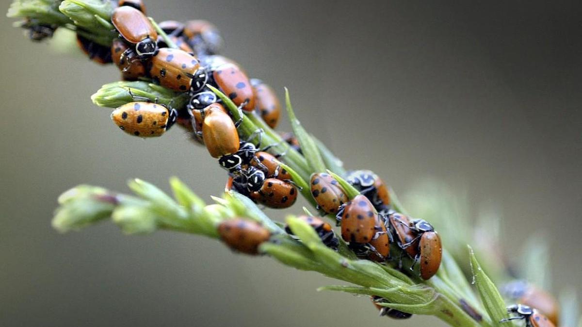 Ladybugs will feed on aphids and many other pests that may be disturbing your roses.