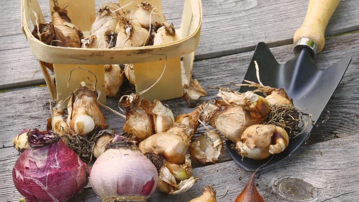 
This is a good week for buying spring-blooming bulbs such as tulips, daffodils and crocus.

