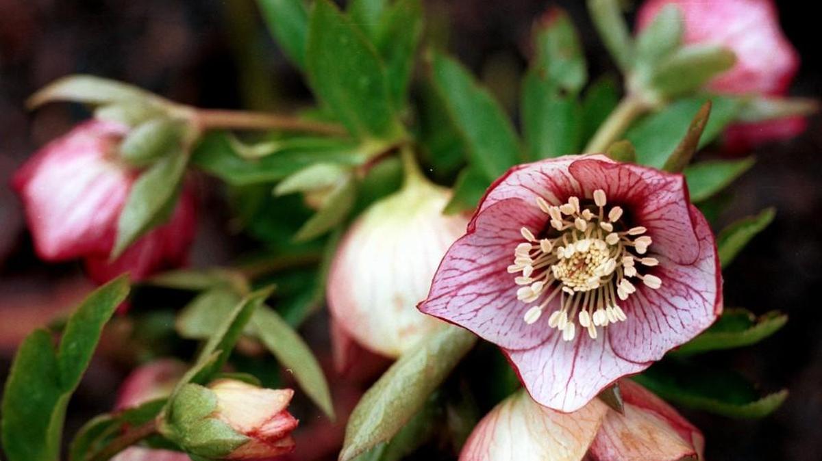 Early spring is the best time to shop for new hellebores and to remove old foliage from the hellebore plants already in your garden.