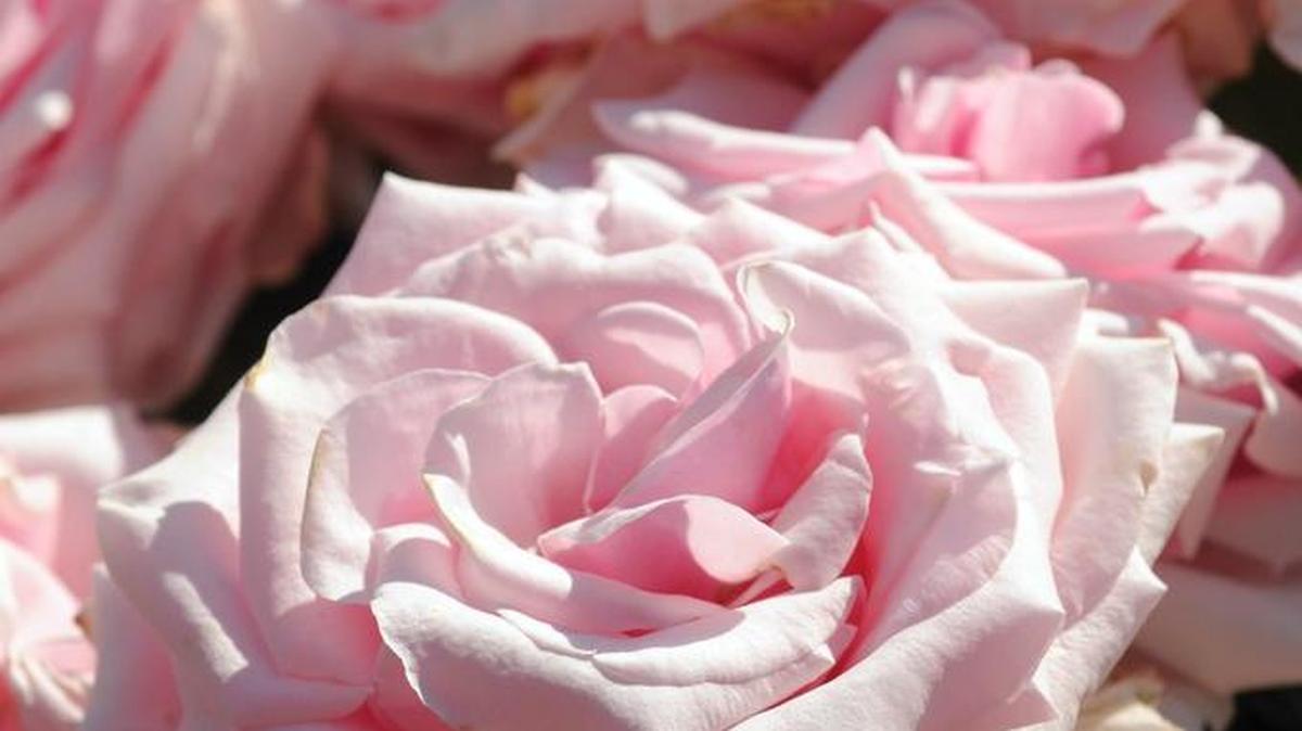 Now is the time to fertilize your roses and other plants having a growth spurt thanks to an early spring.