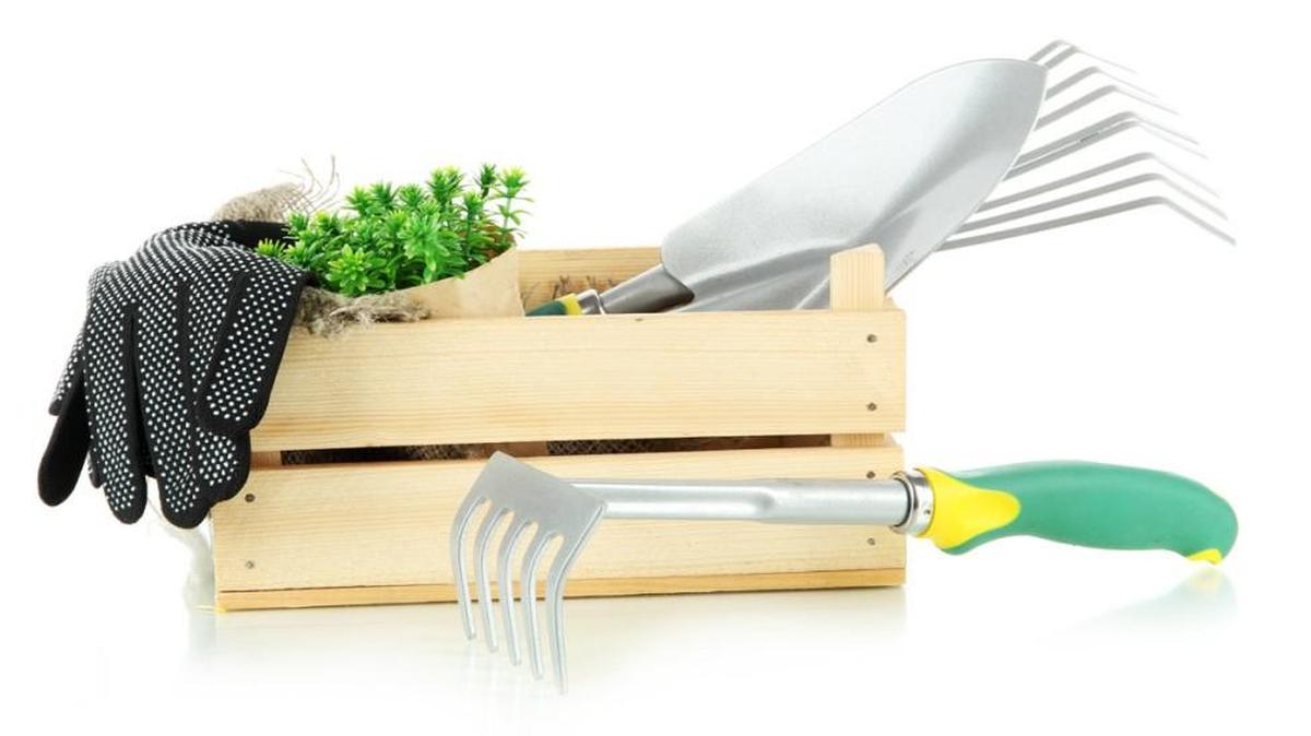 For instant gardening gratification, buy vegetable starts in pots ready to be transplanted to a sunny garden area.