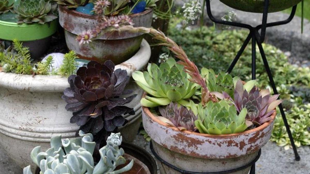 Sedums come in a variety of shapes, sizes and colors.