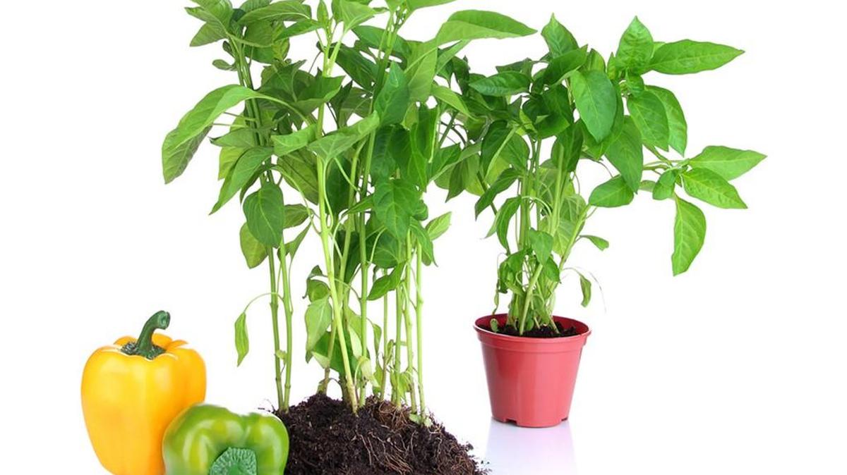 It is not too late to add some edible plants to your garden.