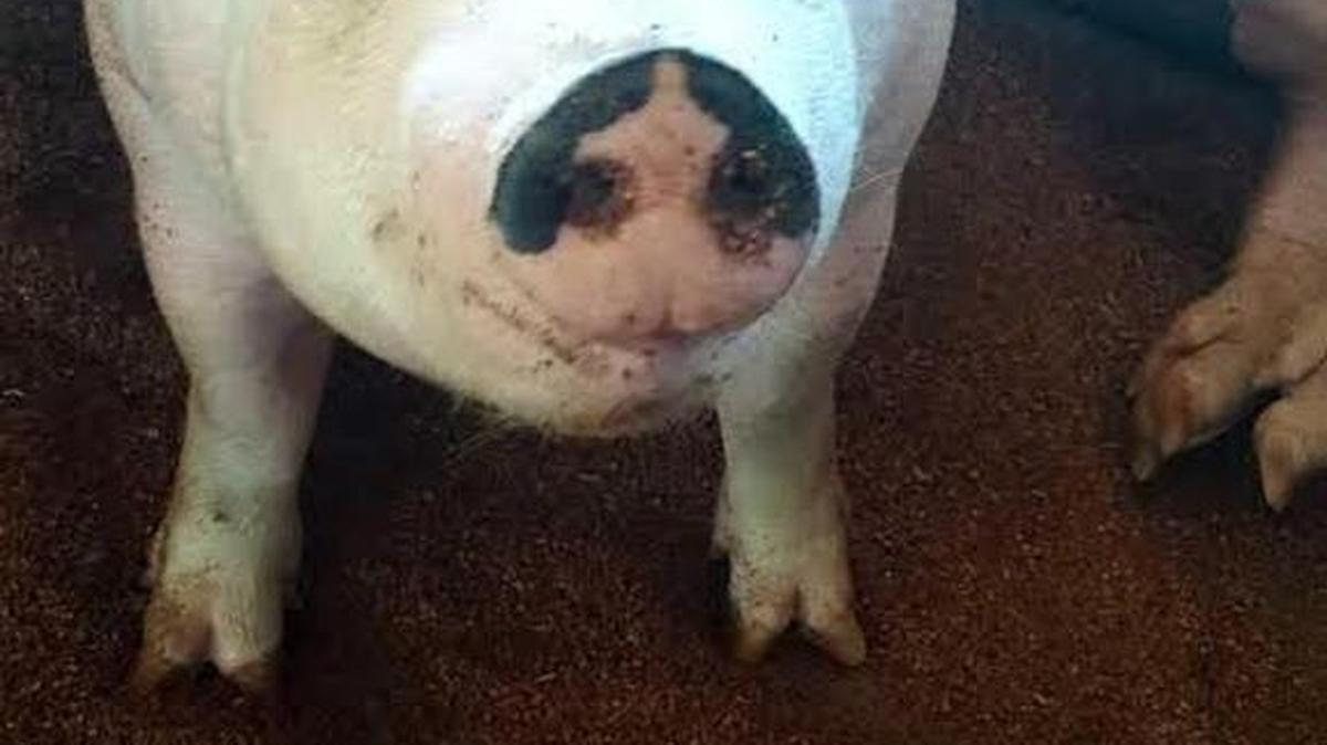 
Gus was raised by Solena Wood and sold at the Thurston County Fair's Market Sale. 
