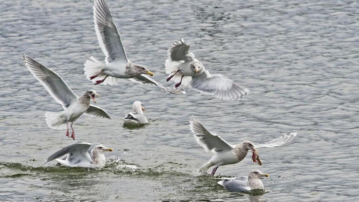 A seagull carries a morsel of fish and is chased by other gulls in the lower Puyallup River in 2013. The meat originally came from a sea lion’s meal.