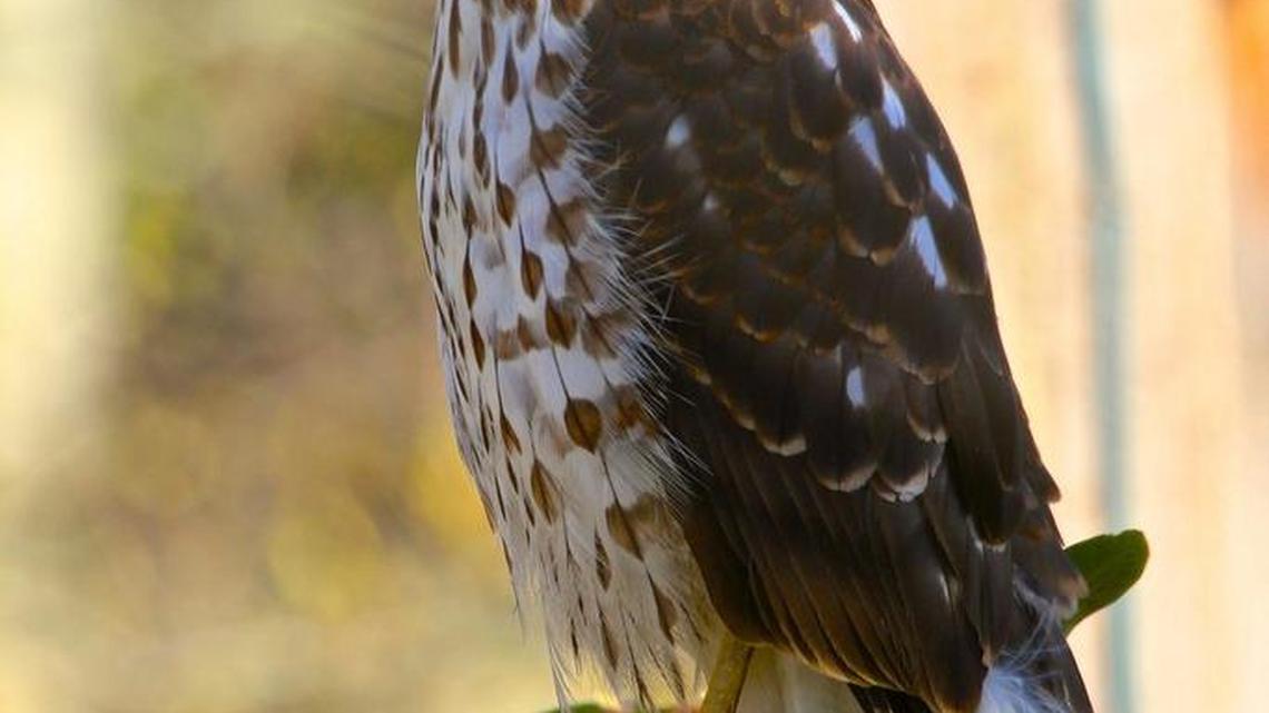 Joan Carson: Cooper’s hawk will soon learn to hunt properly