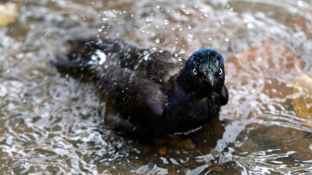 A bird cools off in a puddle next to the sidewalk at the Interior Department in Washington.