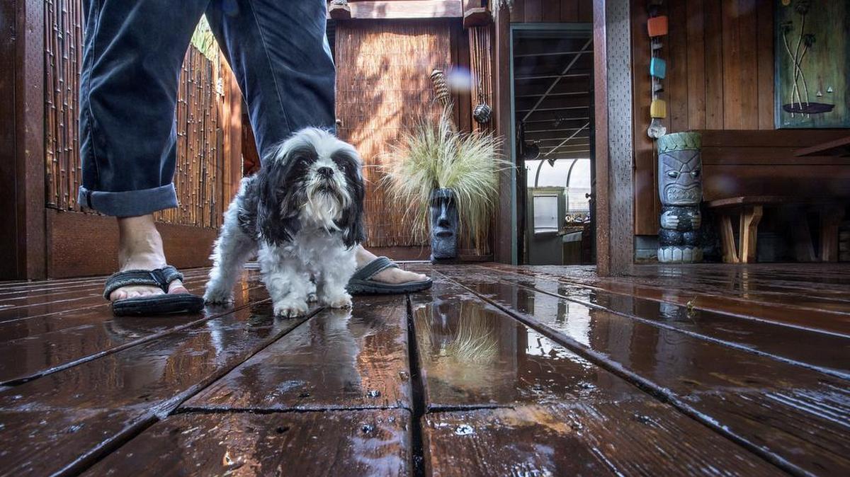 
Rustic decking, statuary and bamboo make for a laid back scene for artist Terry Rishel and his dog Freddy.
