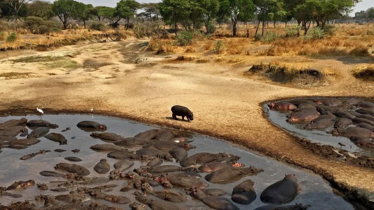 Hippos seek respite from the heat in Katavi Park in Tanzania. The limited amount of water and mud available at the end of the dry season in late September is a problem for the large mammals.