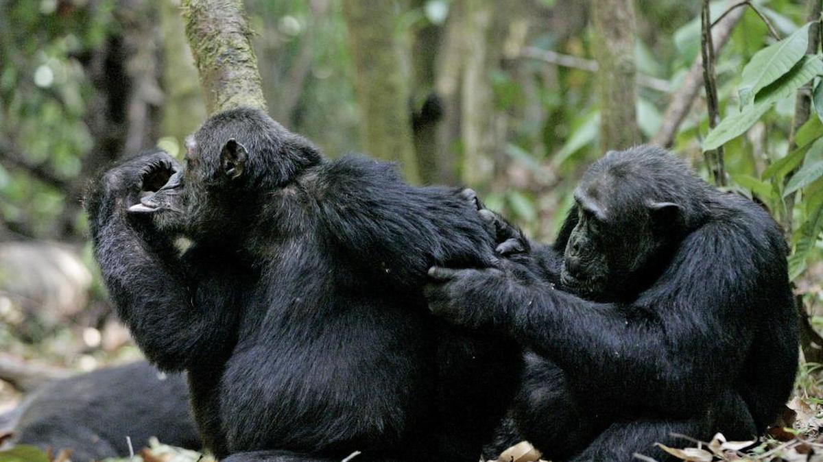 A pair of M group chimpanzees groom each other in the Mahale Mountains National Park. Visitors come to this remote area of Tanzania to observe the chimpanzees in their natural habitat.
