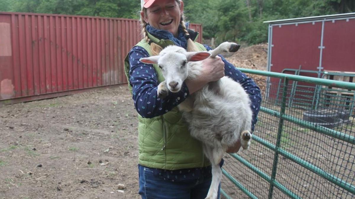 Maggi McClure, executive director of the Vashon Sheepdog Classic, brings a lamb back into the pen on her Vashon property.