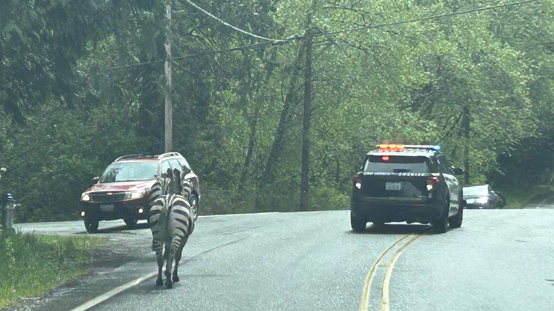 Four zebras got loose Sunday afternoon after a driver stopped to secure the trailer hauling them, according to the Washington State Patrol.
